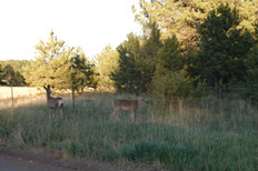 photo of deer