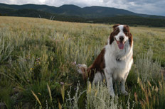 photo of dog in field