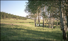 photo of apen trees surrounding pond