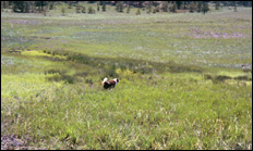 photo of dog in field