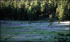 photo of elk