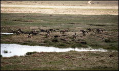 photo of geese