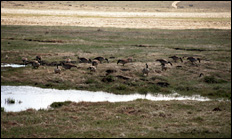 photo of geese