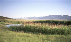 photo of pond and rushes