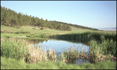 photo of pond and rushes